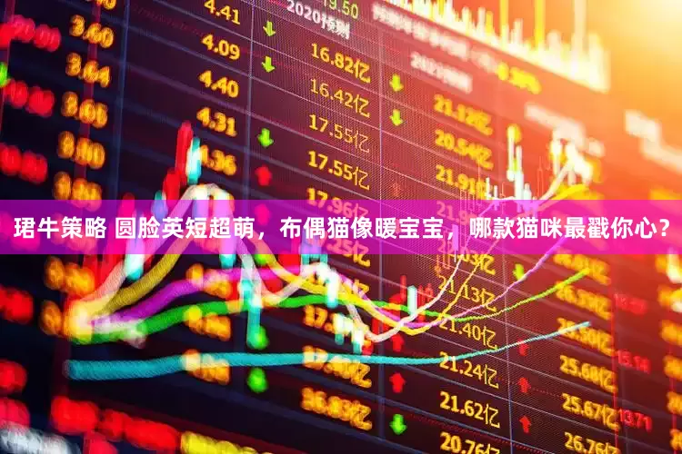 珺牛策略 圆脸英短超萌，布偶猫像暖宝宝，哪款猫咪最戳你心？