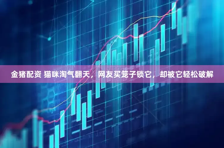 金猪配资 猫咪淘气翻天，网友买笼子锁它，却被它轻松破解