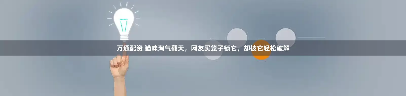 万通配资 猫咪淘气翻天，网友买笼子锁它，却被它轻松破解