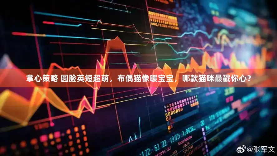 掌心策略 圆脸英短超萌，布偶猫像暖宝宝，哪款猫咪最戳你心？