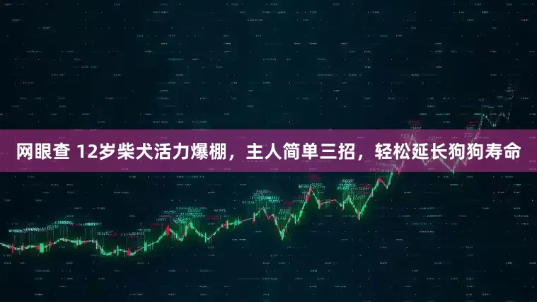网眼查 12岁柴犬活力爆棚，主人简单三招，轻松延长狗狗寿命