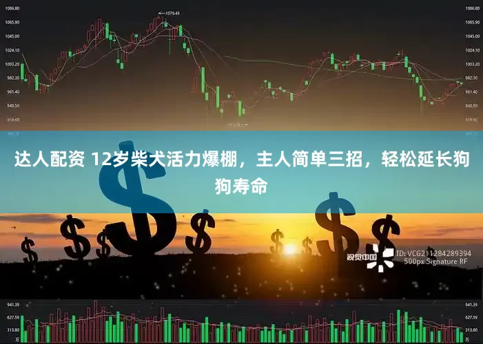 达人配资 12岁柴犬活力爆棚，主人简单三招，轻松延长狗狗寿命
